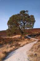 07-4665 Scots Pine Pinus sylvestris Meall a' Bhuachaille and Frozen Track Cairngorms Scotlands